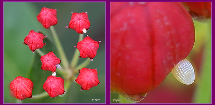 <2 close-up photos by Wolf P. Weber of (on the left) 3 pinhead size monarch butterfly eggs glued to the buds of vivid red milkweed flowers, plus another photo, a close-up of a single egg>