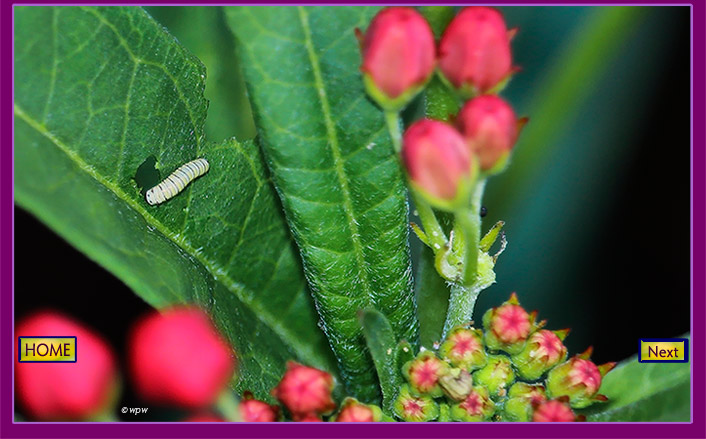 <1 photo by Wolf P. Weber of a baby monarch butterfly (instar 1) caterpillar, feeding off a milkweed leaf.>