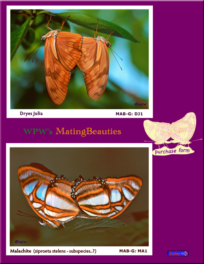 Dryes Julia and Malachite Butterflies, mating.