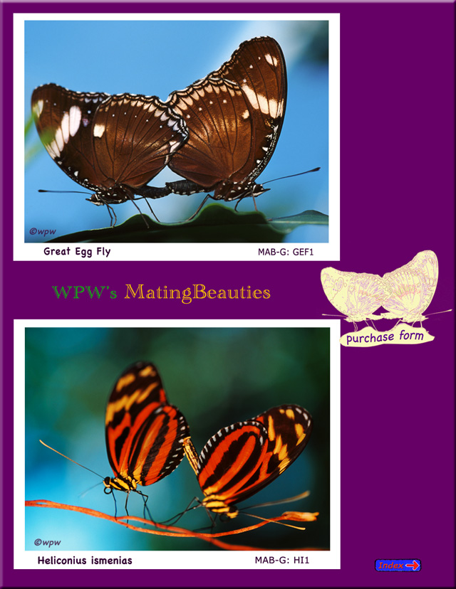 A pair each of Great Egg Fly and Heliconius ismenias Butterflies, mating.