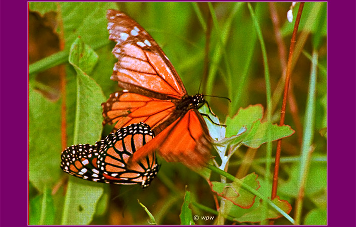 <Photo in close-up by Wolf Peter Weber of a pair of monarch butterflies mating on the ground of a meadow. Wing of female monarch like a 