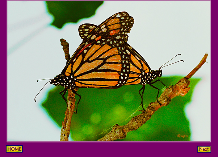 <Close-up photo by Wolf Peter Weber of a pair of monarch butterflies still connected after their mating, now in a tree.>