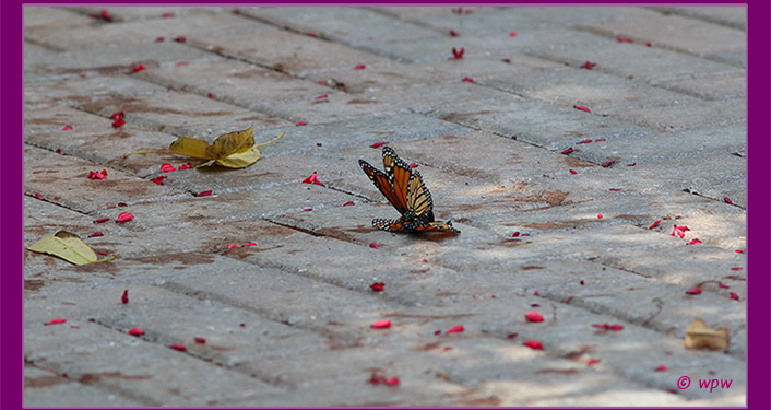 <Photo of monarch butterflies mating on the ground of a driveway in SWF>