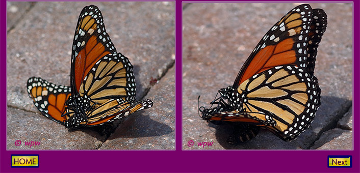 <2 close-up images by Wolf Peter Weber of a pair of monarch butterflies mating on the ground of a driveway in SWF>