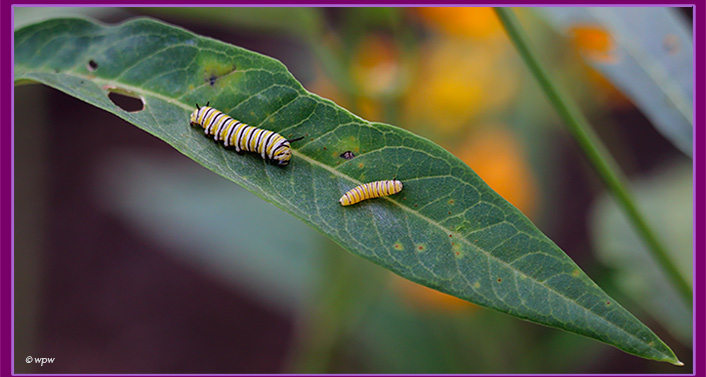 "<Photo by Wolf P. Weber of 2 monarch butterfly caterpillars on a leave of milkweed, one tiny the other closer to transforming into a pupa.>"