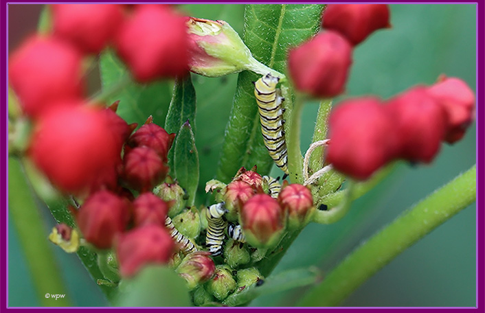 <Photo by Wolf P. Weber of the center of a milkweed plant where some 5 monarch caterpillars are having a feast>