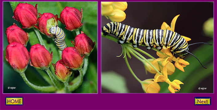 <Photo by Wolf P. Weber of the center of a red-flowered milkweed plant with 1 medium size monarch caterpillar feeding. A 2nd photo showing a large monarch caterpillar feeding off saturated yellow color milkweed flowers>