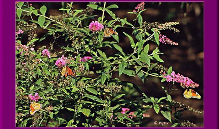 <<page 1 of 5 showing some 20 pictures of pretty Monarch butterflies on different plants and flowers, like Buddleja or Goldenrods, in September/October of 2007. Photographed by Wolf Peter Weber at the New York Botanical Garden and at Sherwood Island Park in CT.>