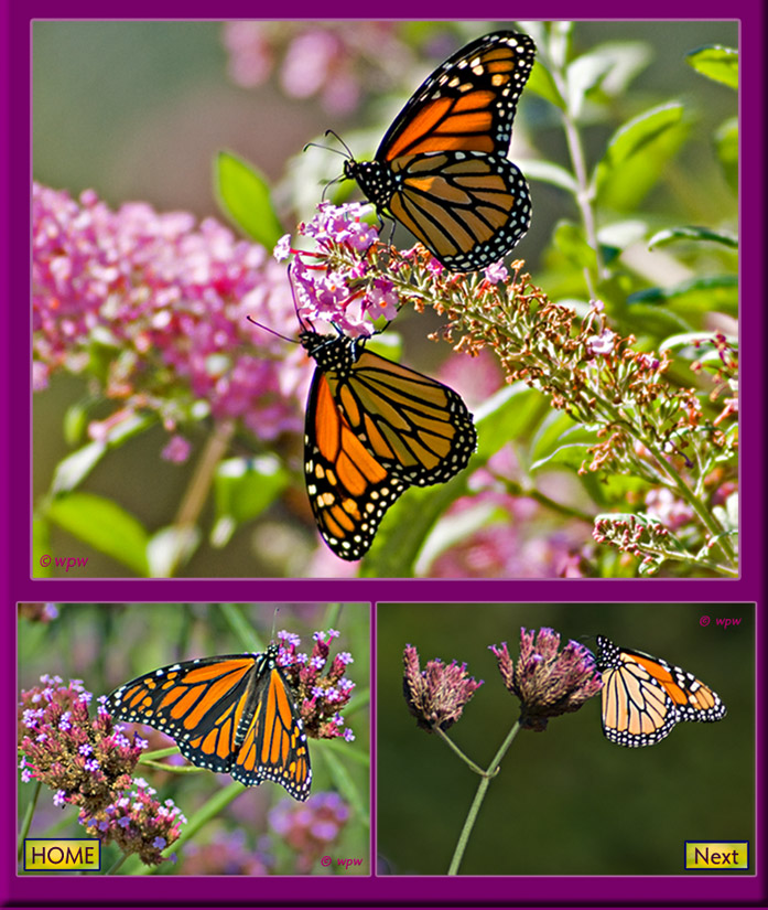 <1 large photo in close-up of 2 monarch butterflies feeding on the same buddleja flower, then 2 photos of one butterfly each on thistles>