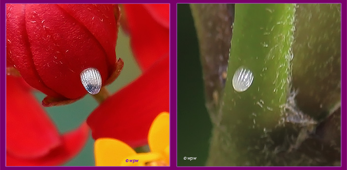 <2 photos by Wolf P. Weber of tiny little monarch butterfly eggs glued, almost encrusted on a vivid color milkweed flower bud and on a green milkweed stem>