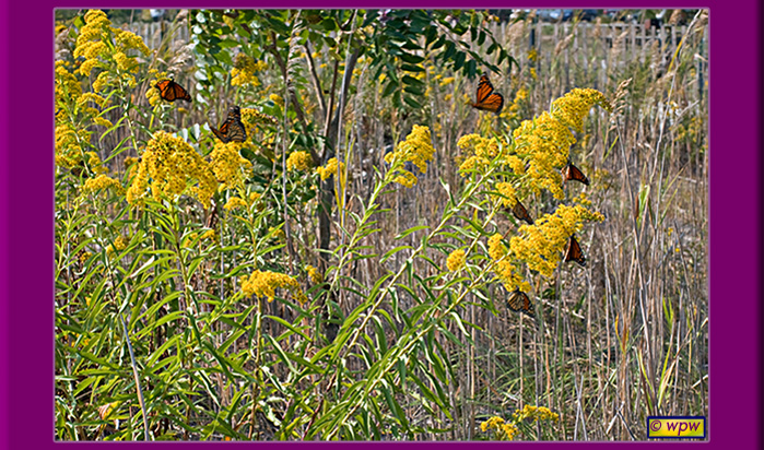 <This image shows some half dozen or so Monarch butterflies feeding from Goldenrods in full splendor. Wolf Peter Weber photography>
