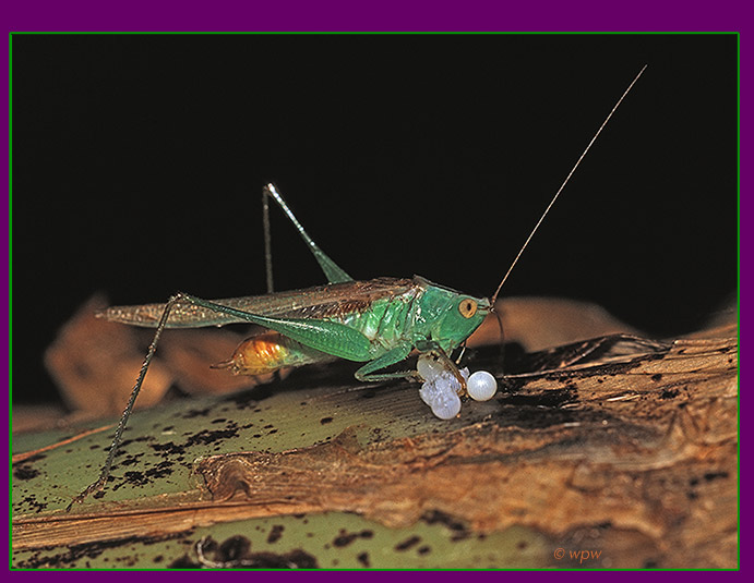 <A large image by Wolf Peter Weber of a male Gladiator Meadow Katydid (Orchelimum gladiator) feasting on what seem to be butterfly eggs>