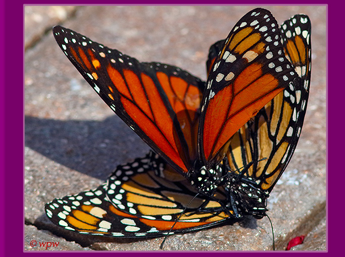 <Vivid color close-up photo of a mating pair of monarch butterflies on the ground, like kissing or wrestling.>