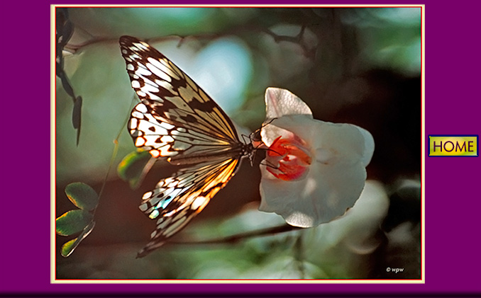<Photo of a paperkite butterfly on a red-white orchid flower>