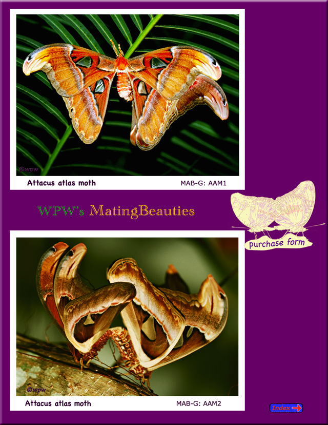 2 Pictures of strangely beautiful Attacus atlas moths mating.